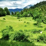 Malgré l'augmentation des paiements directs, l'embroussaillement des pâturages alpins augmente : c'est ce que révèle Agroscope dans une nouvelle étude. Agroscope